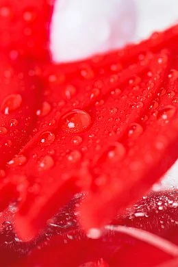 8e017fc8-c30b-49c9-86cd-1ccf11c6f42c